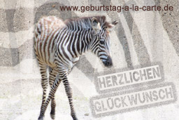 Geburtstagskarte Zebra